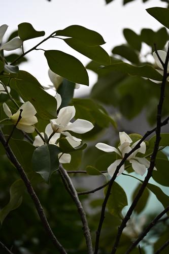 DSC_4420.JPG